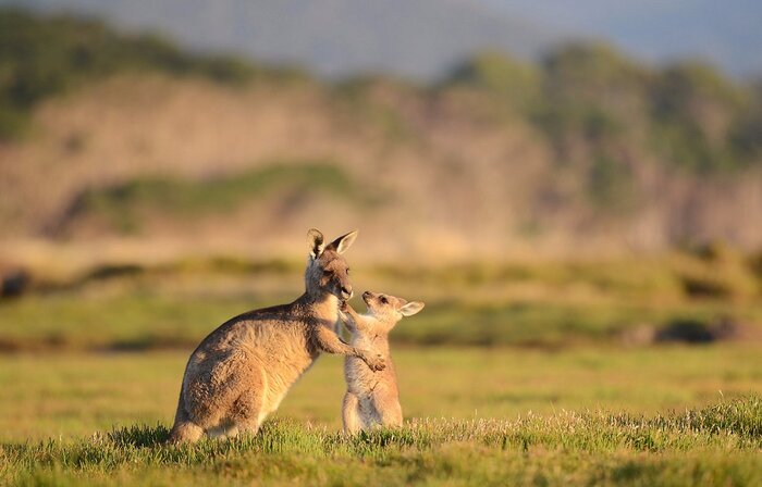 (photo courtesy of Premier Travel Tasmania)