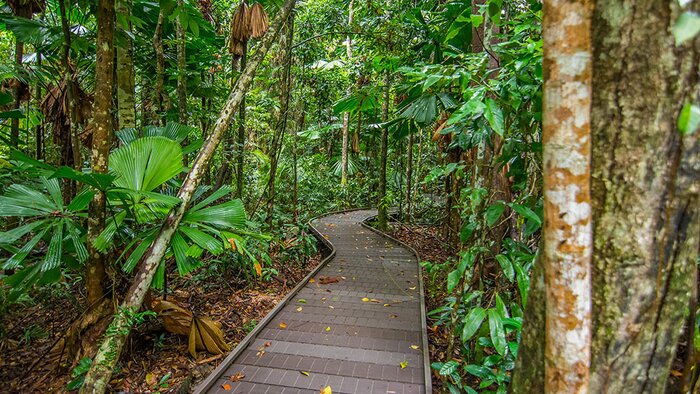 Daintree Afternoon and Nocturnal Tour