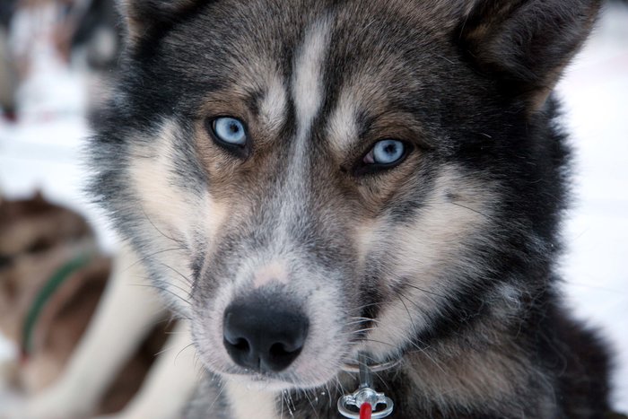 Early Winter Husky Tour 