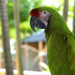 Keep an eye out for parrots near the river