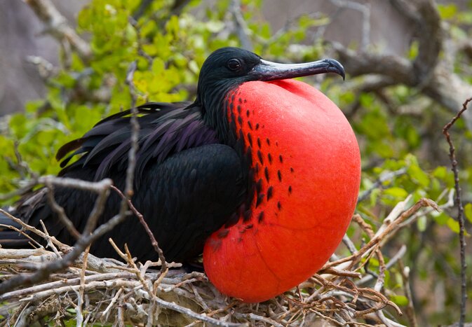 Male frigatebird on Las Tijeretas Hill inflating its red belly