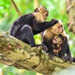  Say hello to families of curious capuchins in Costa Rica