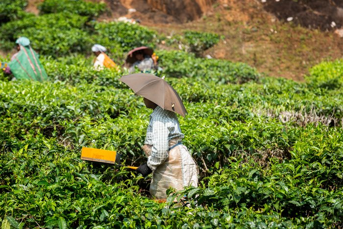 Afternoon Munnar Sightseeing