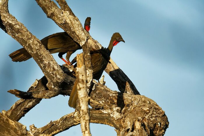 Yucatan Wildlife