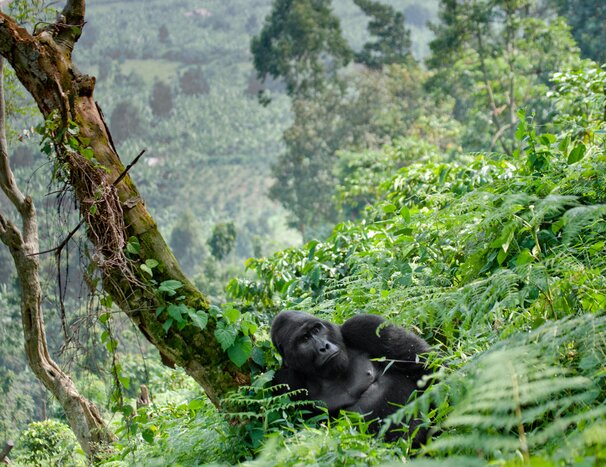Get your cameras ready for gorilla sightings in Bwindi Impenetrable Forest National Park