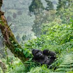 Get your cameras ready for gorilla sightings in Bwindi Impenetrable Forest National Park
