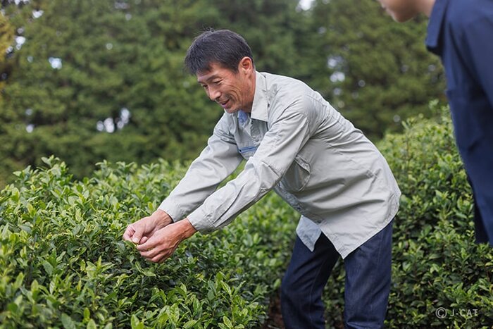 Tea Plantation Tour and Organic Green Tea Tasting