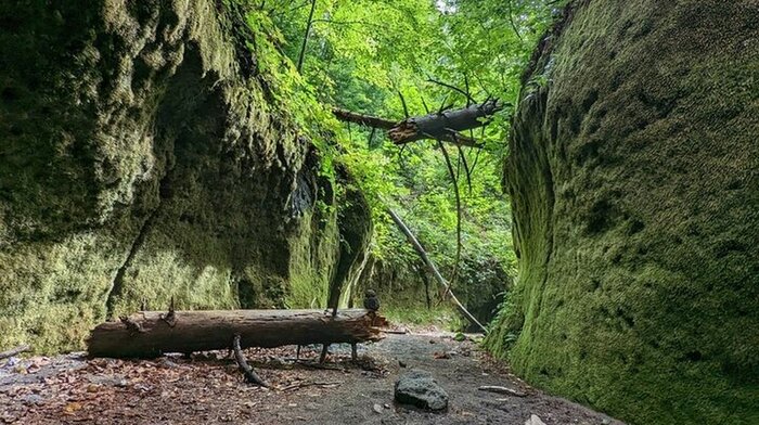  Lake Shikotsu Moss Corridor Hiking Tour