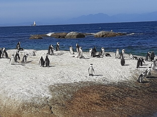 Cape Point Tour - Full Day