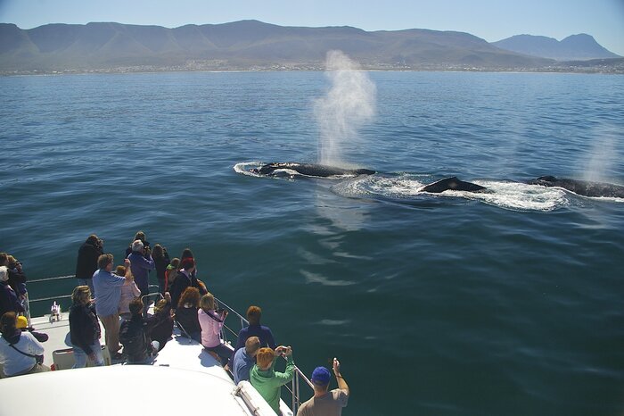 Full day Hermanus Tour & Whale cruise