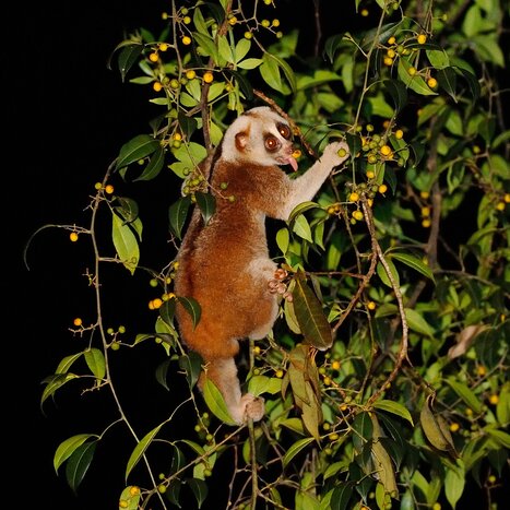 Jungle Night Safari Trekking!