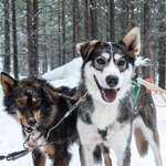 Spend time with adorable huskies and admire their power as they pull you and your sled across Lapland countryside