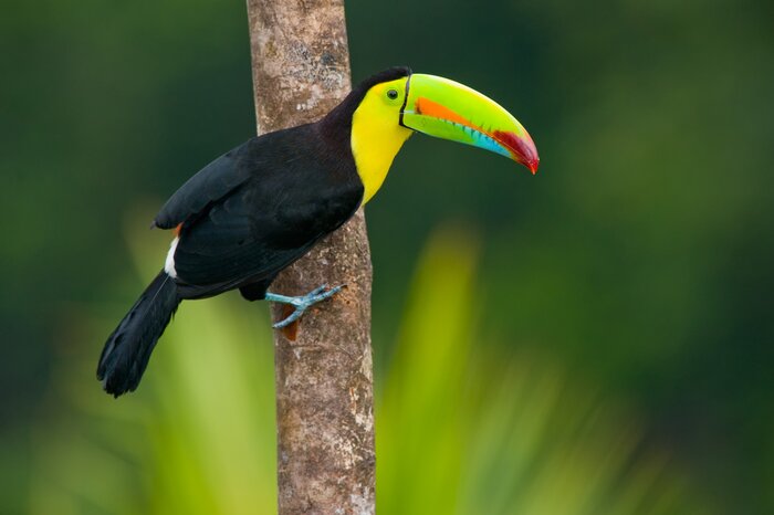 See some of the animals and birds, like these toucans, that featured in Disney's "Encanto"