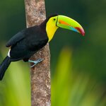 See some of the animals and birds, like these toucans, that featured in Disney's "Encanto"