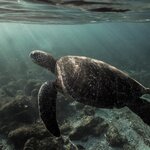 A green sea turtle swimming underwater in the Galapagos Islands