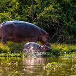 Enjoy a land and water safari in Queen Elizabeth National Park and spot hippos like this mother and calf in the Kazinga Channel