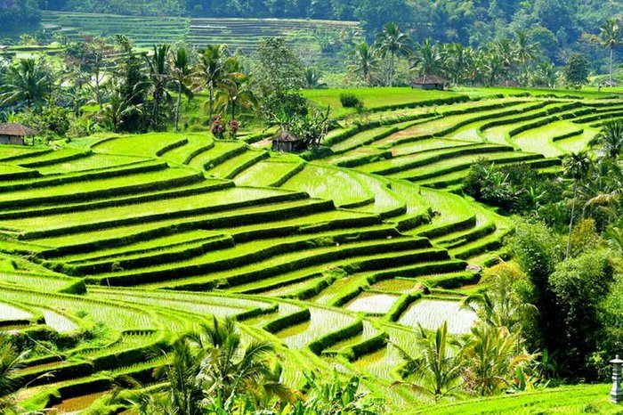 Ride around Ubud with an e-bike