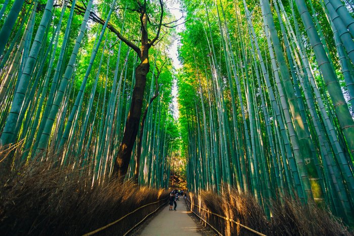 Magnificent Views in Arashiyama - Guided w/ Private Car and Driver