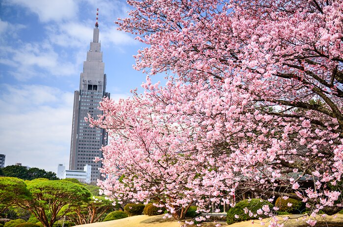 Spot Early-Blooming Cherry Blossoms in Tokyo