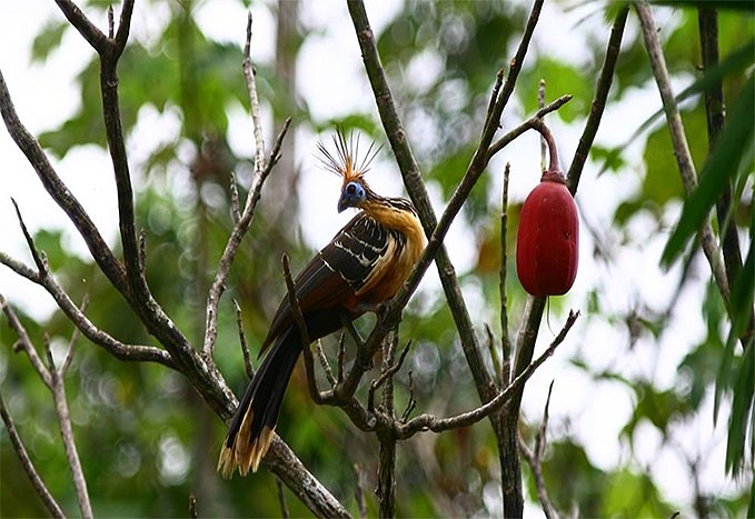 Pacaya Samiria Amazon Lodge 3/4