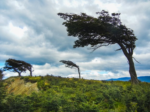 Wind Shaped Trees - Ushuaia