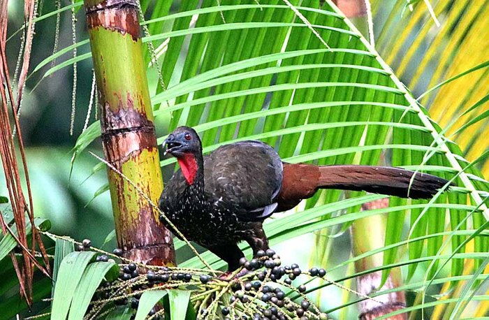 Early Birdwatching Walk 