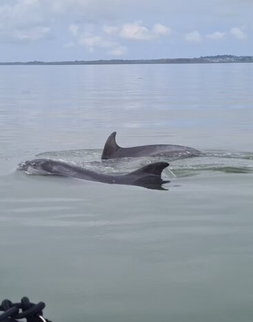 Private Adventure in Kilrush ( Cliff and Coast Safari or Scattery Island)