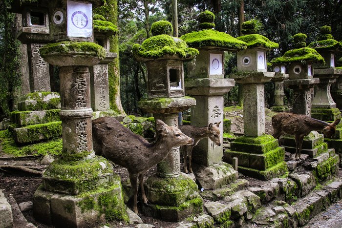 Kyoto-Nara -Osaka