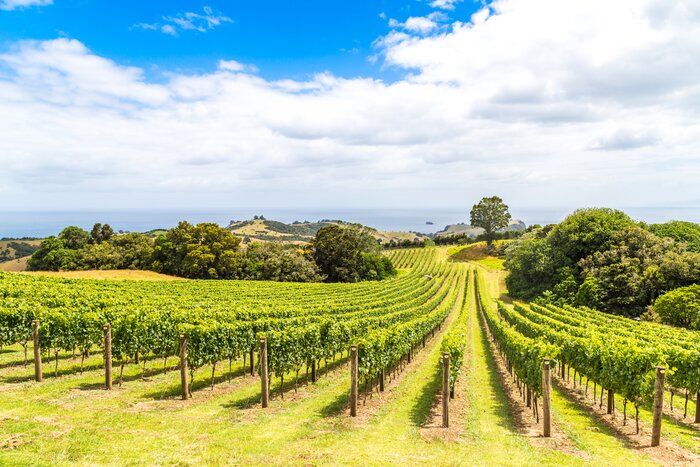 Visit stunning wineries in several locations, starting with Waiheke Island