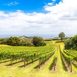 Visit stunning wineries in several locations, starting with Waiheke Island