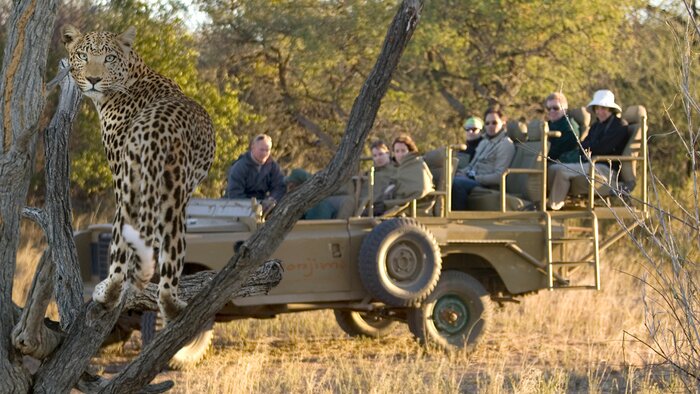 Leopard Conservation Drive