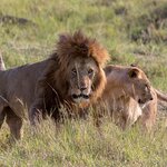 A pair of lions in the Maasai Mara, Kenya