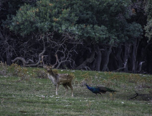Visit National Park Brijuni