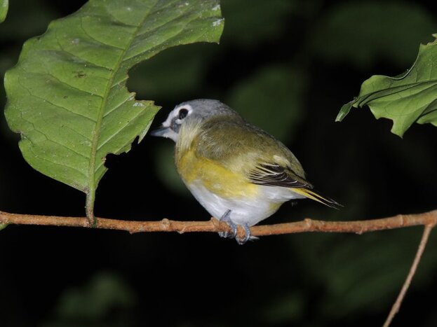Matagalpa - Birdwatching Tour at Selva Negra