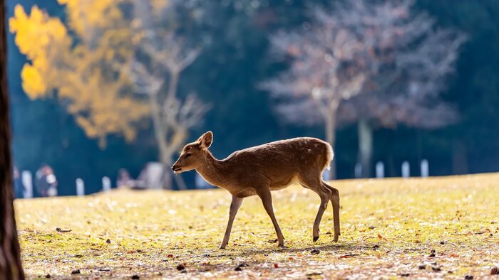 Treasures of Nara: Deer & Divinity Tour