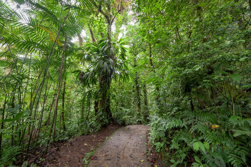 A hiking trail in Monteverde