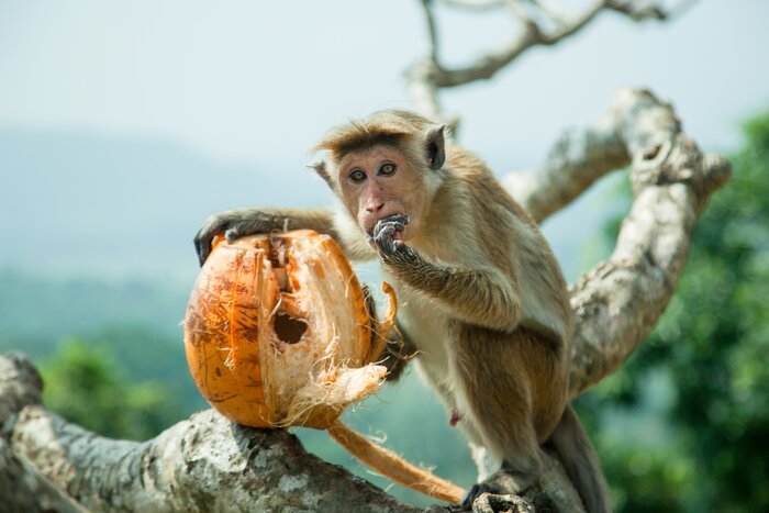A monkey samples some Sri Lankan coconut