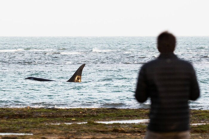 Head to Peninsula Valdés for the best marine life spotting on Earth (photo courtesy of Estancia Rincón Chico)
