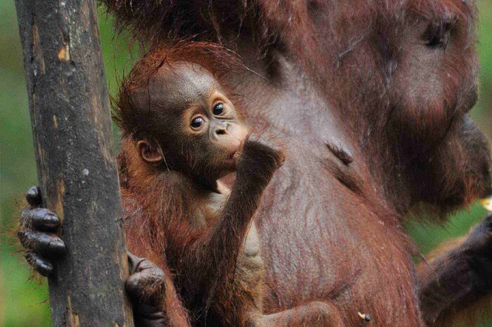 Transfer from Yogyakarta (YIA) to Balikpapan (BPN) via Orangutan Island and Sunbear Sanctuary