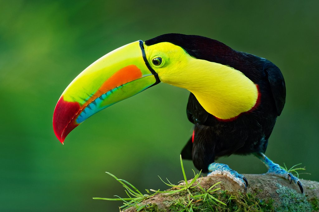 Boca Tapada is home to toucans and other exotic birds