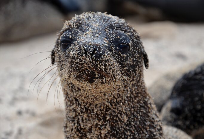 Santiago Island: Buccaneer's Cove
