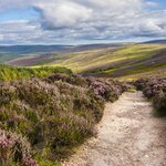 Hit the trails in Cairngorms National Park during a wildlife safari
