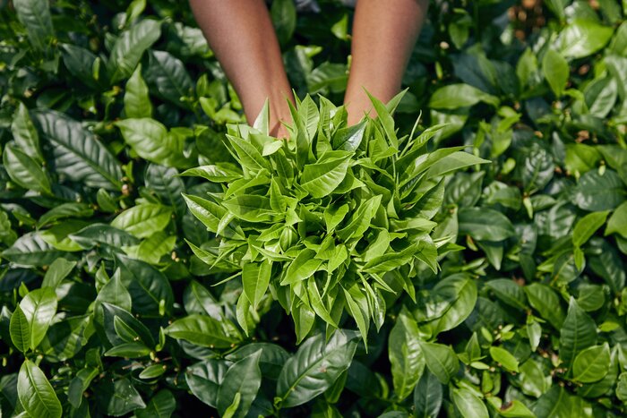Tour the Dunkeld Tea Factory and learn how Ceylon tea is prepared