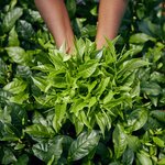 Tour the Dunkeld Tea Factory and learn how Ceylon tea is prepared