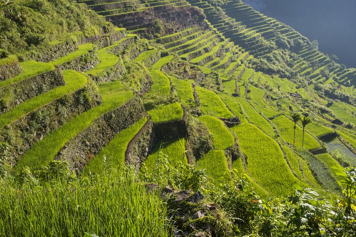 Visit the the Banaue Rice Terraces, a UNESCO World Heritage Site