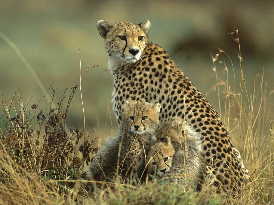 Maasai Mara Cheetah