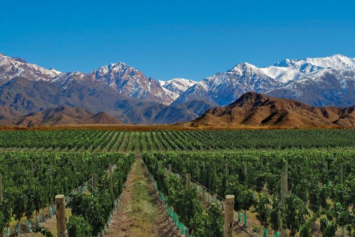 Taste wines amid the vineyards of Mendoza, Argentina