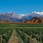 Taste wines amid the vineyards of Mendoza, Argentina