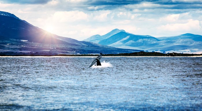 A whale's tail in the Atlantic Ocean near Hermanus, South Africa