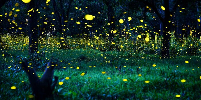 Kuala Selangor Fireflies Cruise & Dinner
